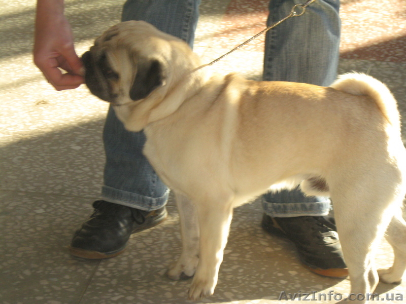 Кабель немецкой овчарки и новинка МОПС - <ro>Изображение</ro><ru>Изображение</ru> #1, <ru>Объявление</ru> #800078