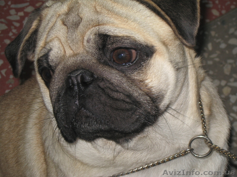 Кабель немецкой овчарки и новинка МОПС - <ro>Изображение</ro><ru>Изображение</ru> #2, <ru>Объявление</ru> #800078