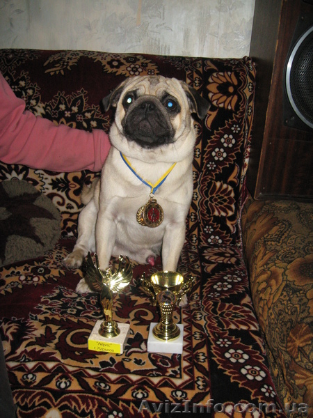 Кабель немецкой овчарки и новинка МОПС - <ro>Изображение</ro><ru>Изображение</ru> #3, <ru>Объявление</ru> #800078