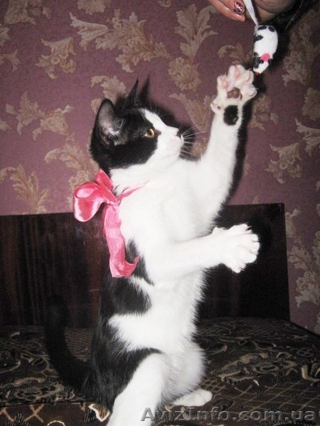 Кошечка в хорошие руки - <ro>Изображение</ro><ru>Изображение</ru> #2, <ru>Объявление</ru> #788716