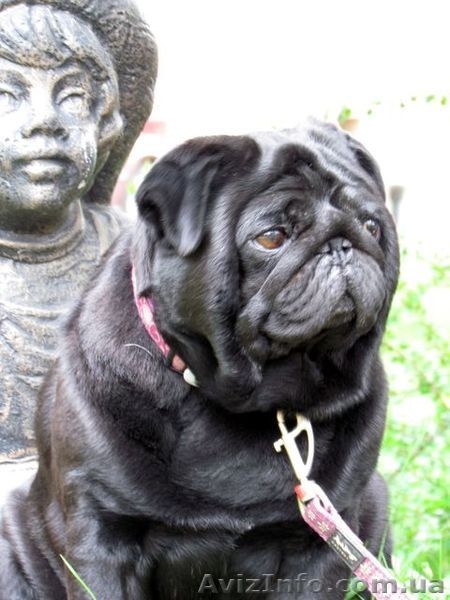 Очень перспективные щенки мопса черный и беж. - <ro>Изображение</ro><ru>Изображение</ru> #3, <ru>Объявление</ru> #792063