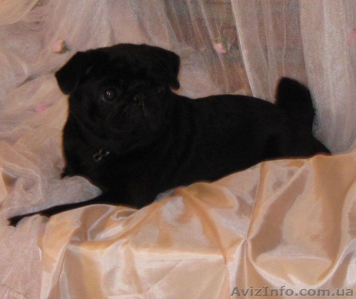 Очень перспективные щенки мопса черный и беж. - <ro>Изображение</ro><ru>Изображение</ru> #1, <ru>Объявление</ru> #792063