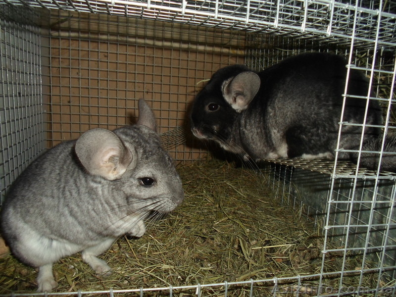 Шиншиллы домашнего разведения - <ro>Изображение</ro><ru>Изображение</ru> #7, <ru>Объявление</ru> #531672