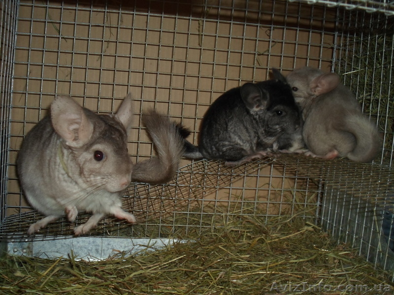 Шиншиллы домашнего разведения - <ro>Изображение</ro><ru>Изображение</ru> #9, <ru>Объявление</ru> #531672