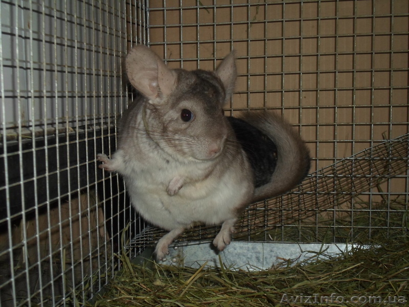 Шиншиллы домашнего разведения - <ro>Изображение</ro><ru>Изображение</ru> #8, <ru>Объявление</ru> #531672