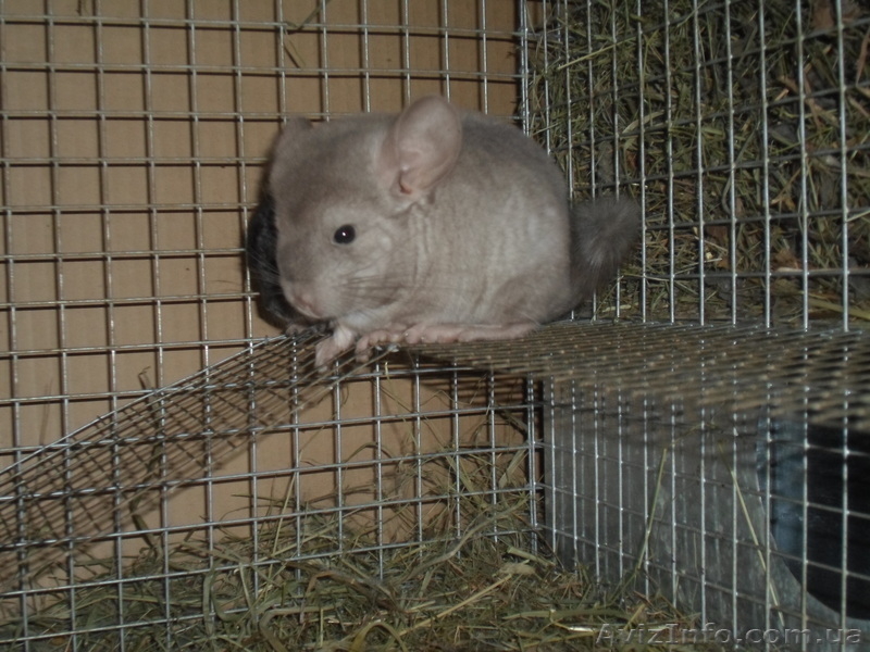Шиншиллы домашнего разведения - <ro>Изображение</ro><ru>Изображение</ru> #10, <ru>Объявление</ru> #531672