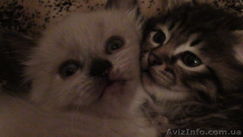 ОТДАМ КОТЕНКА В ДОБРЫЕ РУКИ! - <ro>Изображение</ro><ru>Изображение</ru> #3, <ru>Объявление</ru> #809288