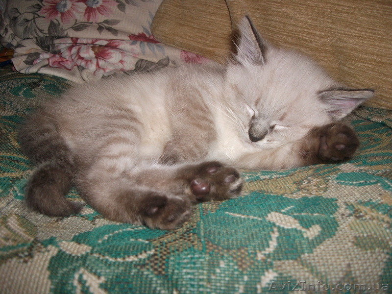 ОТДАМ КОТЕНКА В ДОБРЫЕ РУКИ! - <ro>Изображение</ro><ru>Изображение</ru> #2, <ru>Объявление</ru> #809288