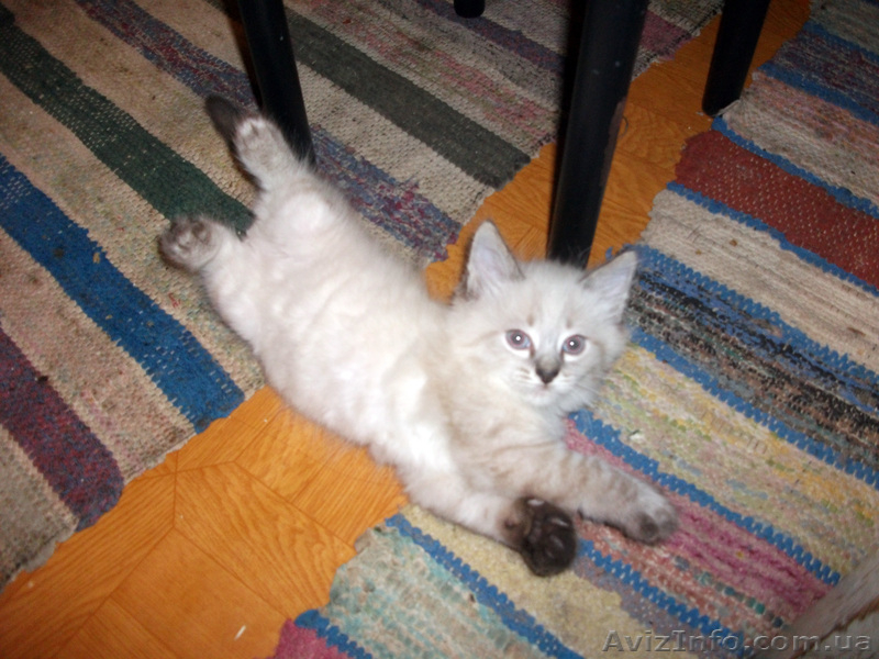 ОТДАМ КОТЕНКА В ДОБРЫЕ РУКИ! - <ro>Изображение</ro><ru>Изображение</ru> #4, <ru>Объявление</ru> #809288