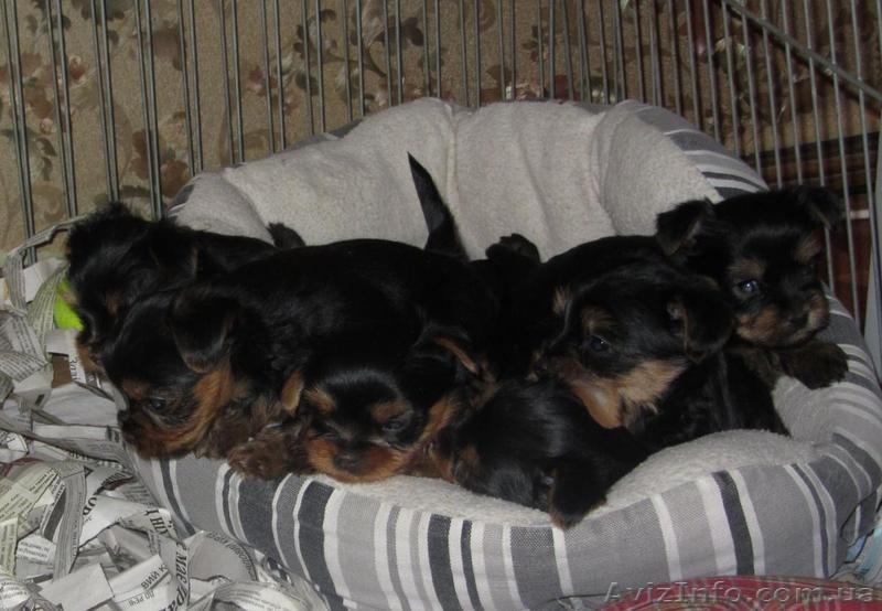 продам щенков йоркширского терьера самый лучший подарок на новый год! - <ro>Изображение</ro><ru>Изображение</ru> #1, <ru>Объявление</ru> #815033