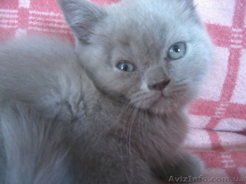 Скотишстрайтов и шотландцев - <ro>Изображение</ro><ru>Изображение</ru> #4, <ru>Объявление</ru> #801264