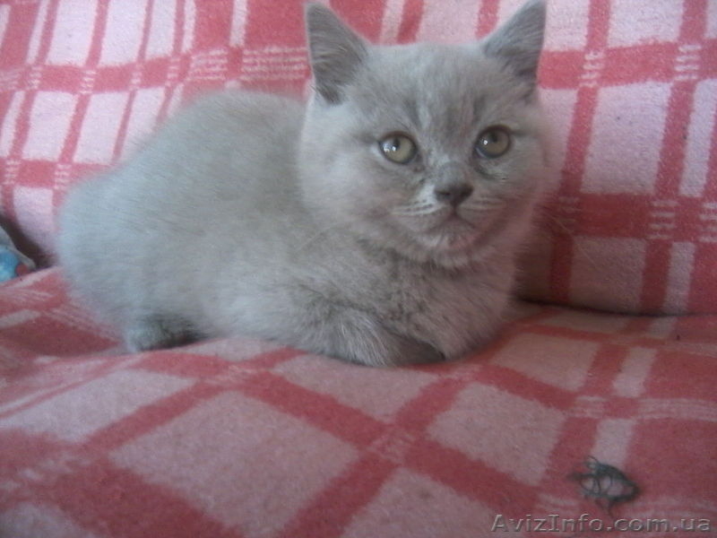 Скотишстрайтов и шотландцев - <ro>Изображение</ro><ru>Изображение</ru> #3, <ru>Объявление</ru> #801264