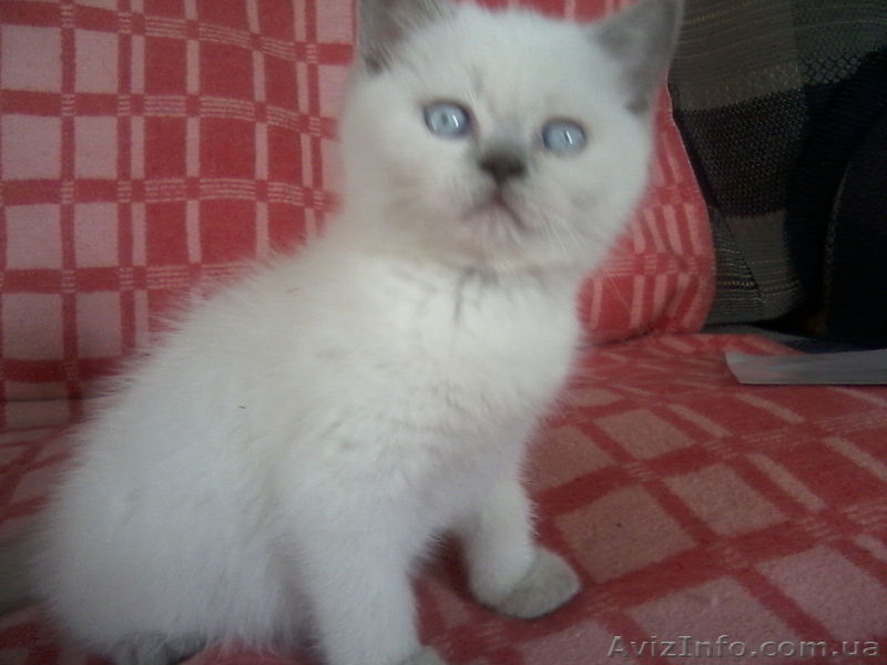 Скотишстрайтов и шотландцев - <ro>Изображение</ro><ru>Изображение</ru> #1, <ru>Объявление</ru> #801264