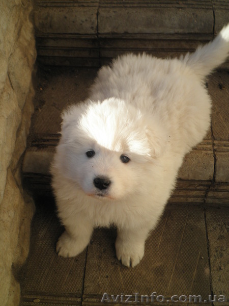 ПРОДАЮТСЯ ЩЕНКИ САМОЕДА - <ro>Изображение</ro><ru>Изображение</ru> #3, <ru>Объявление</ru> #810267