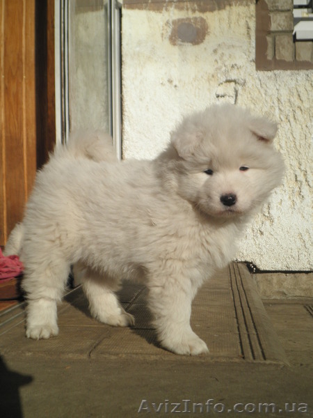 ПРОДАЮТСЯ ЩЕНКИ САМОЕДА - <ro>Изображение</ro><ru>Изображение</ru> #1, <ru>Объявление</ru> #810267