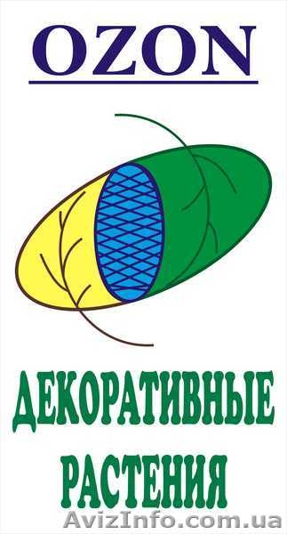 Дерен	белый	Spaethii	Co  2  Ландшафтный дизайн,озеленение   - <ro>Изображение</ro><ru>Изображение</ru> #3, <ru>Объявление</ru> #541797