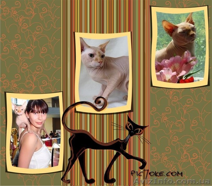 евро чемпион канадский сфинкс приглашает на вязку  - <ro>Изображение</ro><ru>Изображение</ru> #1, <ru>Объявление</ru> #829943