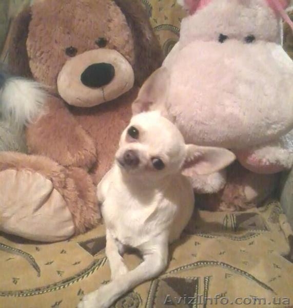 Бело-кремовый  кобель  чихуахуа для вязки. - <ro>Изображение</ro><ru>Изображение</ru> #5, <ru>Объявление</ru> #803492