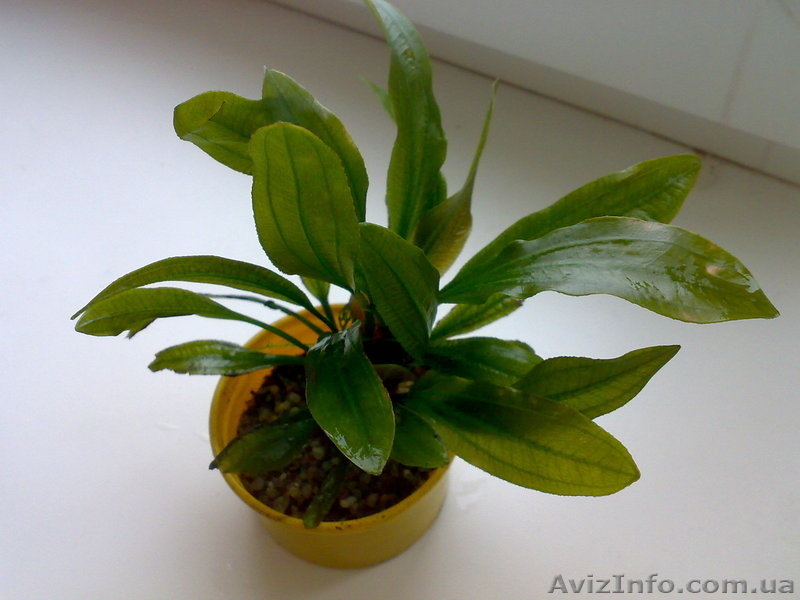 эхинодорус макрофилум - <ro>Изображение</ro><ru>Изображение</ru> #3, <ru>Объявление</ru> #827319