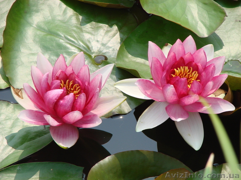 Водяные лилии, кувшинки, нимфеи, водяной гиацинт, водные растения - <ro>Изображение</ro><ru>Изображение</ru> #3, <ru>Объявление</ru> #826134