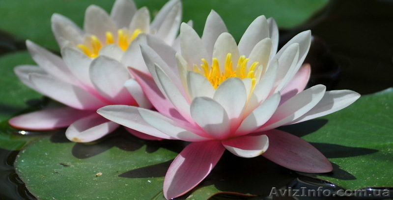 Водяные лилии, кувшинки, нимфеи, водяной гиацинт, водные растения - <ro>Изображение</ro><ru>Изображение</ru> #5, <ru>Объявление</ru> #826134