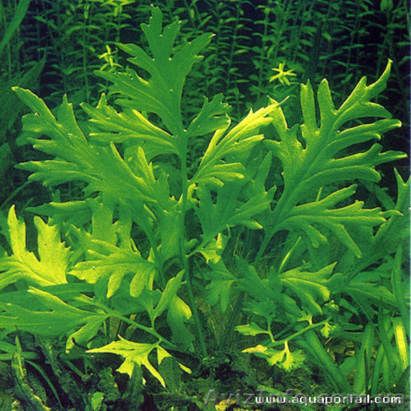 Папоротник капустовидный - <ro>Изображение</ro><ru>Изображение</ru> #3, <ru>Объявление</ru> #827323
