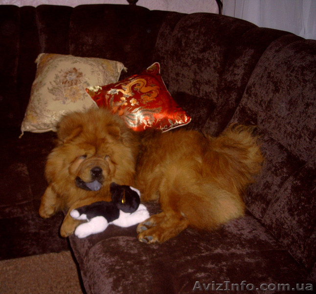 ВЯЗКА ЧАУ-ЧАУ кобель - <ro>Изображение</ro><ru>Изображение</ru> #1, <ru>Объявление</ru> #821490