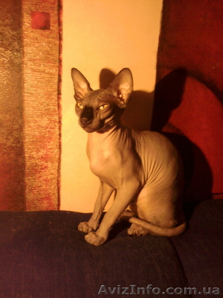 котята мальчики канадского сфинкса - <ro>Изображение</ro><ru>Изображение</ru> #1, <ru>Объявление</ru> #826540