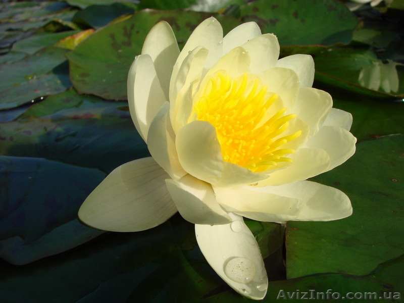 Водяные лилии, кувшинки, нимфеи, водяной гиацинт, водные растения - <ro>Изображение</ro><ru>Изображение</ru> #7, <ru>Объявление</ru> #826134
