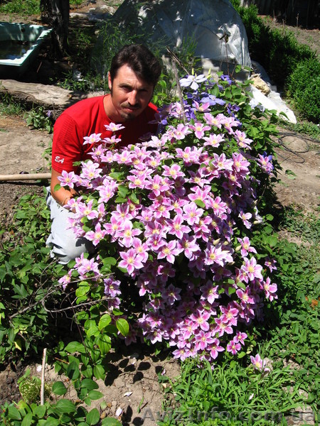 клематисы-ломонос - <ro>Изображение</ro><ru>Изображение</ru> #3, <ru>Объявление</ru> #817675