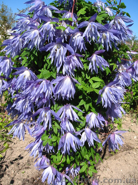 клематисы-ломонос - <ro>Изображение</ro><ru>Изображение</ru> #9, <ru>Объявление</ru> #817675