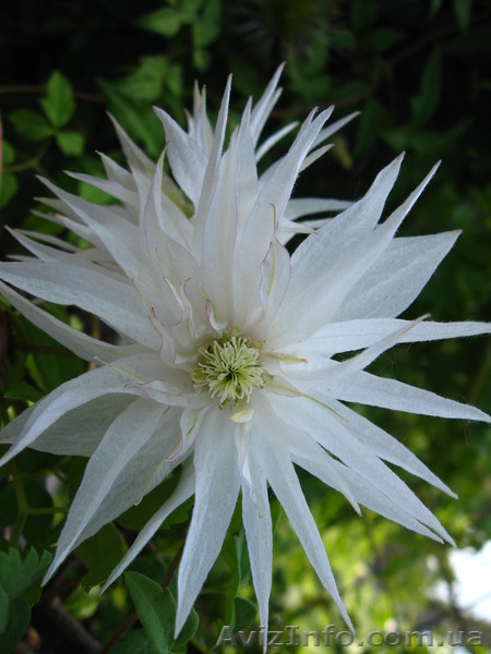 клематисы-ломонос - <ro>Изображение</ro><ru>Изображение</ru> #6, <ru>Объявление</ru> #817675