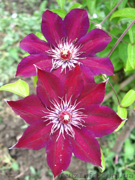клематисы-ломонос - <ro>Изображение</ro><ru>Изображение</ru> #10, <ru>Объявление</ru> #817675
