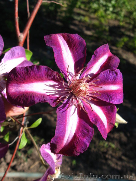 клематисы-ломонос - <ro>Изображение</ro><ru>Изображение</ru> #4, <ru>Объявление</ru> #817675