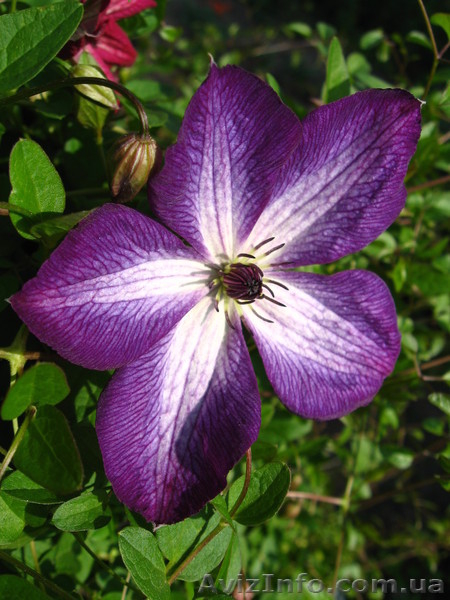 клематисы-ломонос - <ro>Изображение</ro><ru>Изображение</ru> #8, <ru>Объявление</ru> #817675