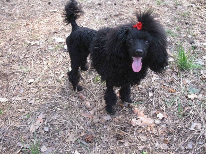 карликовые пуделя - <ro>Изображение</ro><ru>Изображение</ru> #2, <ru>Объявление</ru> #829612