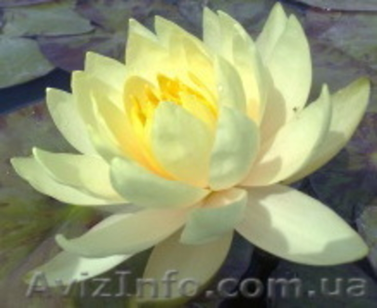 Водяные лилии, кувшинки, нимфеи, водяной гиацинт, водные растения - <ro>Изображение</ro><ru>Изображение</ru> #9, <ru>Объявление</ru> #826134