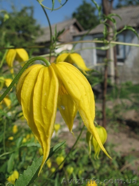 клематисы-ломонос - <ro>Изображение</ro><ru>Изображение</ru> #5, <ru>Объявление</ru> #817675