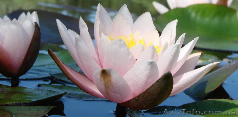 Водяные лилии, кувшинки, нимфеи, водяной гиацинт, водные растения - <ro>Изображение</ro><ru>Изображение</ru> #8, <ru>Объявление</ru> #826134