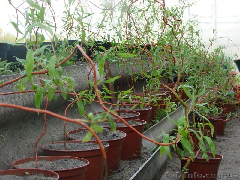 Деревья декоративные, саженцы - <ro>Изображение</ro><ru>Изображение</ru> #3, <ru>Объявление</ru> #826142