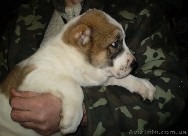 Продам щенков среднеазиатской овчарки (алабай) - <ro>Изображение</ro><ru>Изображение</ru> #5, <ru>Объявление</ru> #817891