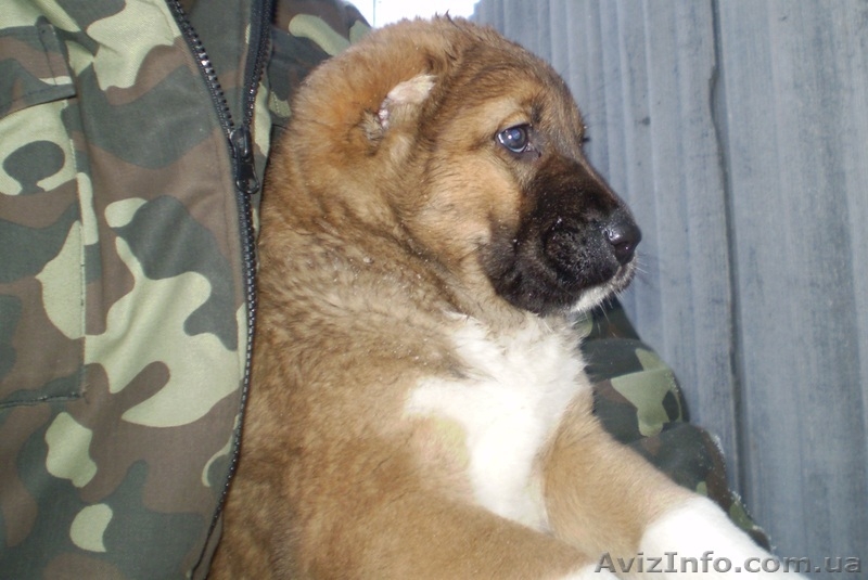 Продам щенков среднеазиатской овчарки (алабай) - <ro>Изображение</ro><ru>Изображение</ru> #3, <ru>Объявление</ru> #817891