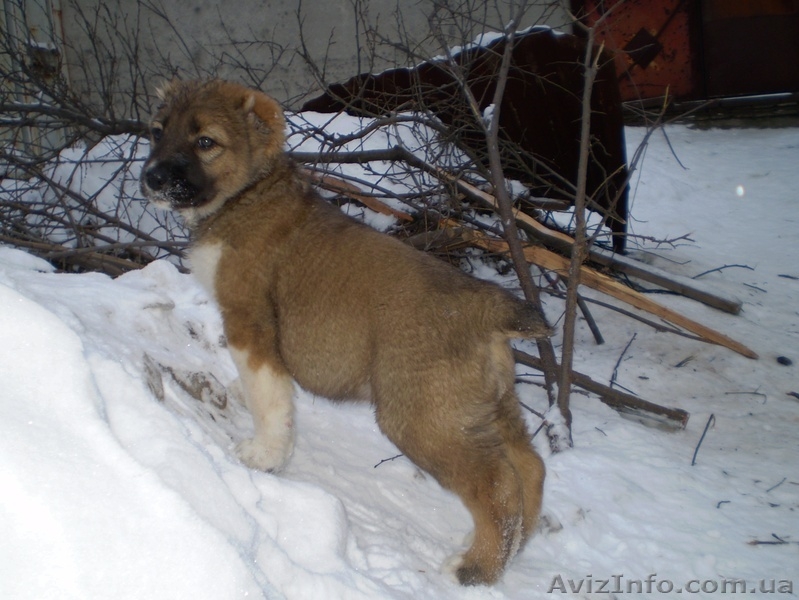 Продам щенков среднеазиатской овчарки (алабай) - <ro>Изображение</ro><ru>Изображение</ru> #6, <ru>Объявление</ru> #817891
