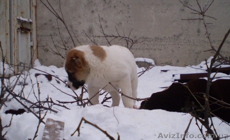 Продам щенков среднеазиатской овчарки (алабай) - <ro>Изображение</ro><ru>Изображение</ru> #7, <ru>Объявление</ru> #817891