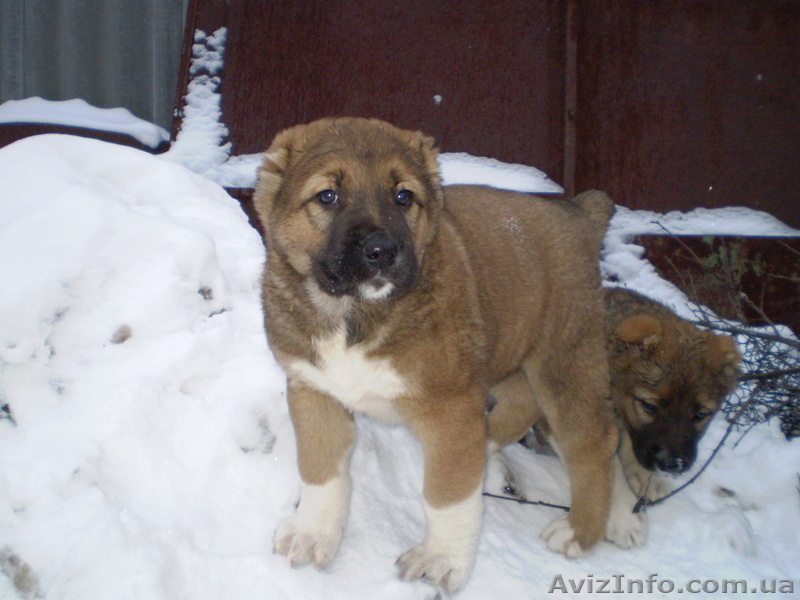 Продам щенков среднеазиатской овчарки (алабай) - <ro>Изображение</ro><ru>Изображение</ru> #8, <ru>Объявление</ru> #817891