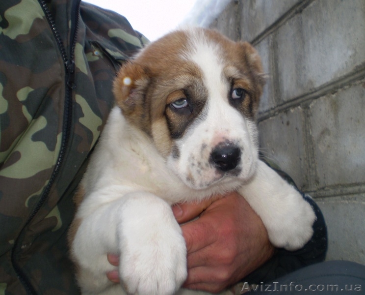 Продам щенков среднеазиатской овчарки (алабай) - <ro>Изображение</ro><ru>Изображение</ru> #2, <ru>Объявление</ru> #817891