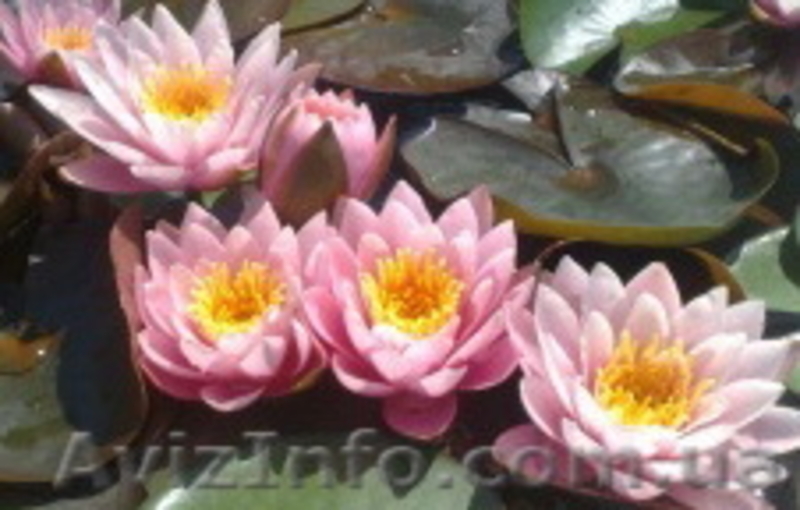 Водяные лилии, кувшинки, нимфеи, водяной гиацинт, водные растения - <ro>Изображение</ro><ru>Изображение</ru> #4, <ru>Объявление</ru> #826134
