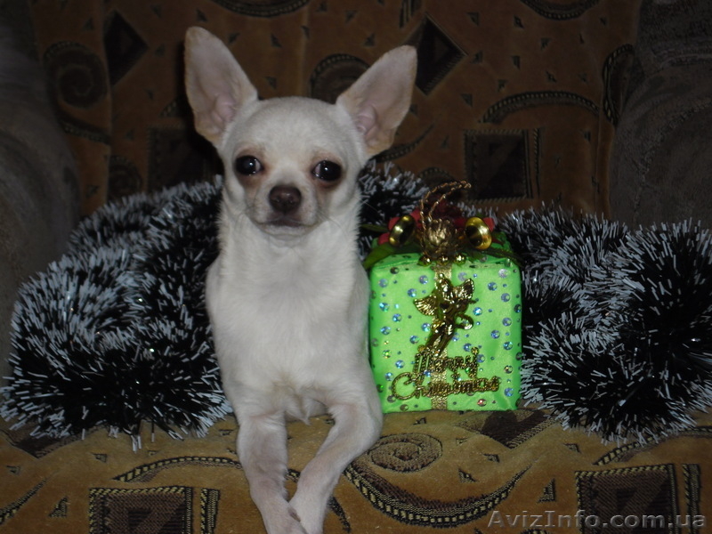 Бело-кремовый  кобель  чихуахуа для вязки. - <ro>Изображение</ro><ru>Изображение</ru> #1, <ru>Объявление</ru> #803492