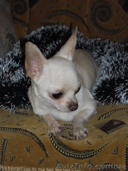 Бело-кремовый  кобель  чихуахуа для вязки. - <ro>Изображение</ro><ru>Изображение</ru> #4, <ru>Объявление</ru> #803492