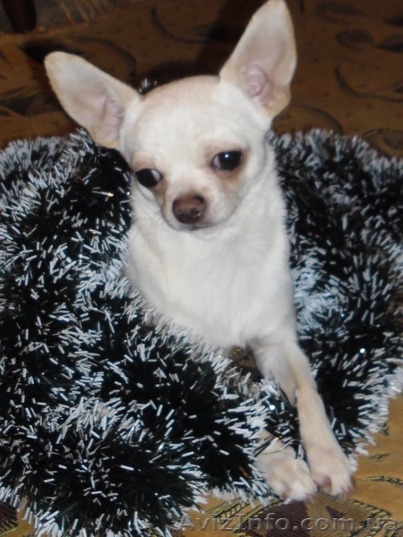 Бело-кремовый  кобель  чихуахуа для вязки. - <ro>Изображение</ro><ru>Изображение</ru> #2, <ru>Объявление</ru> #803492